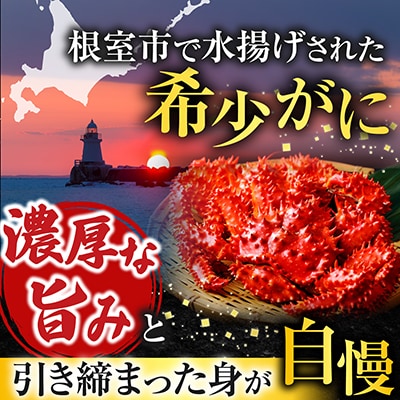 【北海道根室産】ボイル花咲がに2尾(計約700g) G-42010