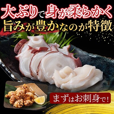 【北海道根室産】水たこ足2本、たこ頭1切 F-20004