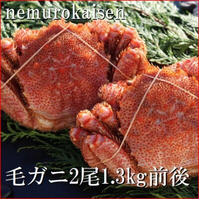 【北海道根室産】毛がに2尾(計1.3kg前後) D-57048