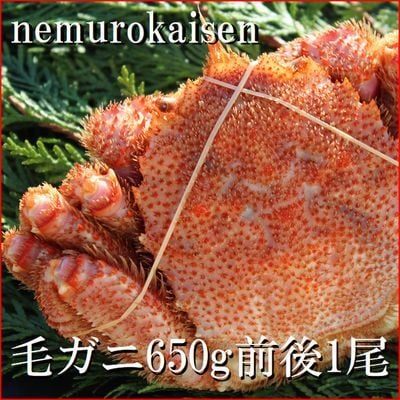 【北海道根室産】毛ガニ650g前後×1尾 C-57016