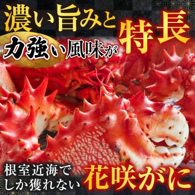 【北海道根室産】花咲かに400g前後～600g前後×2尾 A-36029