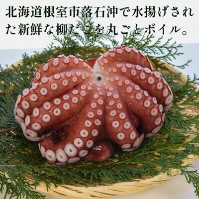 【北海道根室産】柳蛸ボイル3杯(計3kg) F-20010