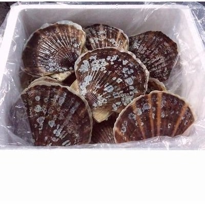 ＜12/21まで年内配送＞【北海道根室産】活ホタテ貝2kg詰合せ A-57030