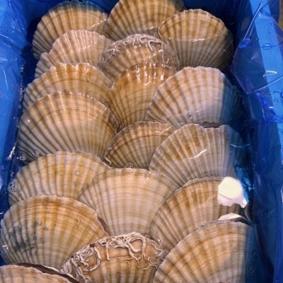 ＜12/21まで年内配送＞★活ホタテ貝20枚(計3.5kg～4kg) B-45016