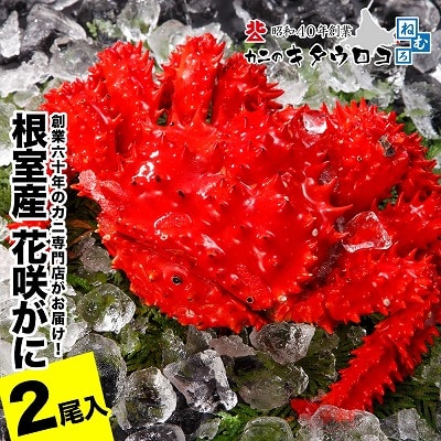 【北海道根室産】花咲がに550g～650g前後×2尾 B-25030