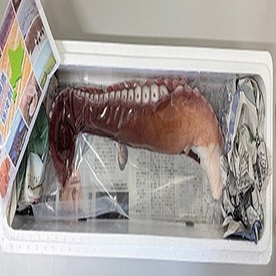 【北海道根室産】真ダコ足1.1～1.3kg A-29010