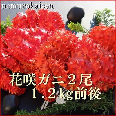【北海道根室産】花咲ガニ2尾 計1.2kg前後 B-57031