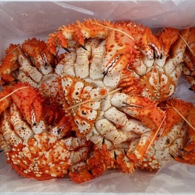 北海道根室産】茹でたて花咲ガニ3～5尾 計1.8kg前後(チルド便) B-57032