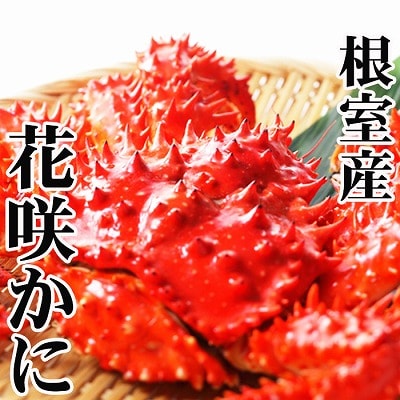 【北海道根室産】花咲かに500g前後～650g前後×2尾 A-36054