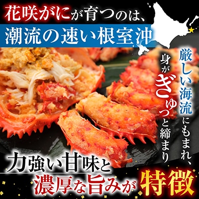 【北海道根室産】花咲かに500g前後～650g前後×2尾 A-36054