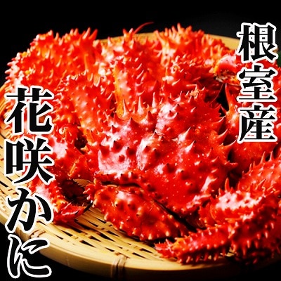 【北海道根室産】花咲かに500g前後～650g前後×2尾 A-70054