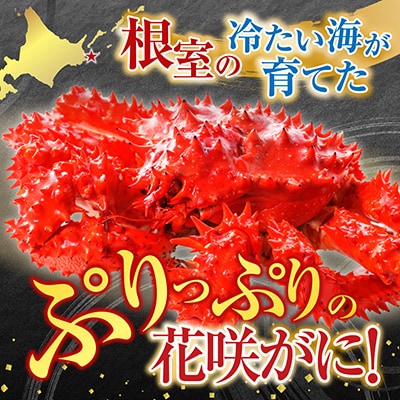 【北海道根室産】花咲かに500g前後～650g前後×2尾 A-76029