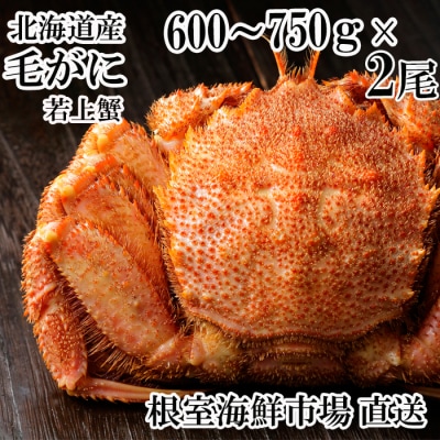根室海鮮市場<直送>ボイル毛がに600～750g×2尾(若上蟹) F-28033