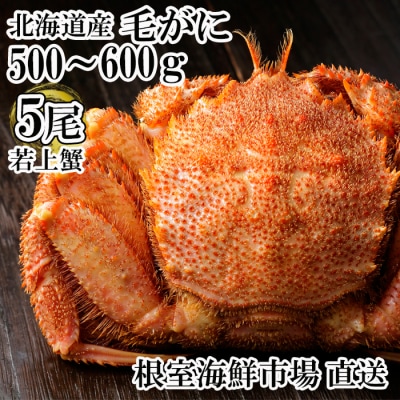 根室海鮮市場<直送>ボイル毛がに500～600g×5尾(若上蟹) D-28064
