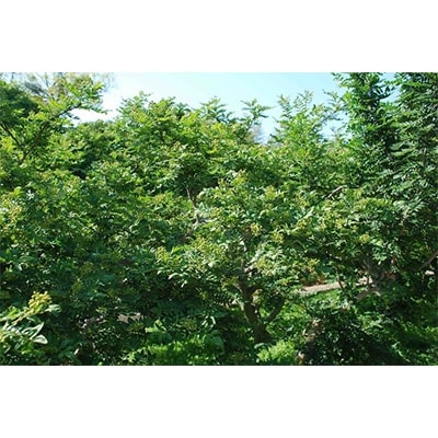 和歌山産 冷凍ぶどう山椒 500g(100g×5)