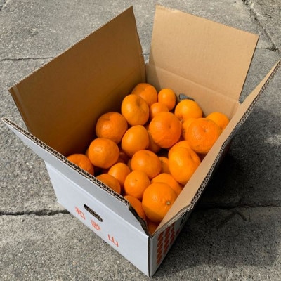 和歌山産 みかん 5kg 【ご自宅用・サイズ不揃い・キズ等あり】