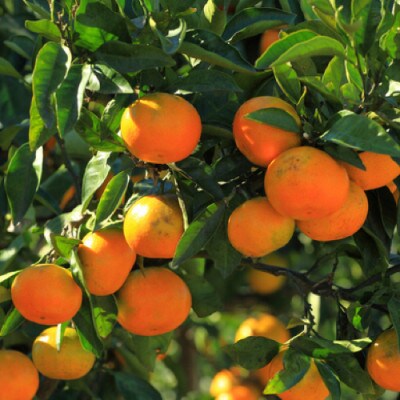 和歌山産 みかん 秀品 3kg