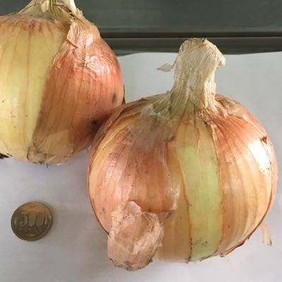 和歌山産 大玉 玉ねぎ 3kg