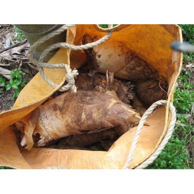 和歌山産 朝堀り 筍 2kg (ぬか付き)