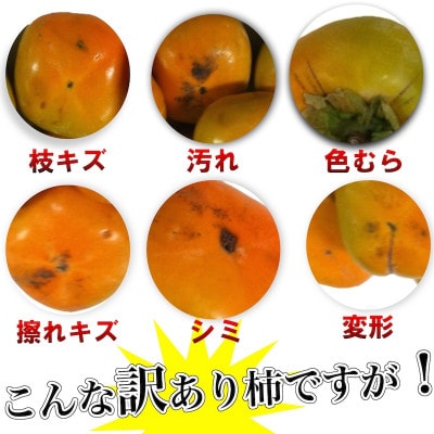 和歌山県産 訳あり たねなし柿 10kg