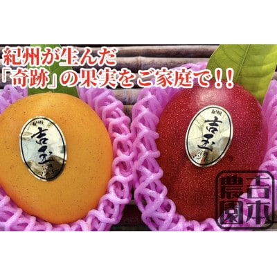 紀州完熟マンゴー『吉玉』　ご家庭用訳あり品1kg