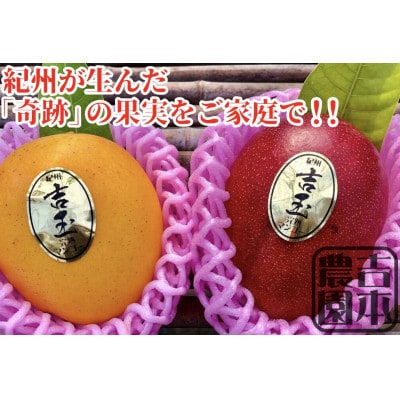紀州完熟マンゴー『吉玉』ご家庭用訳あり品1.5kg