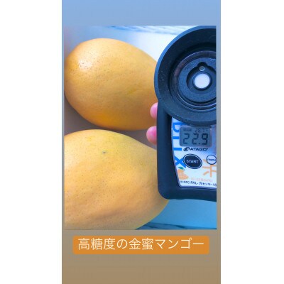 紀州完熟マンゴー『吉玉』ご家庭用訳あり品1.5kg