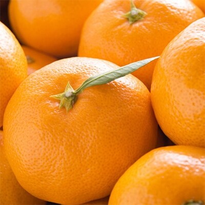 【産直・秀品】和歌山下津みかん約9kg(2Lサイズ) (和歌山市)