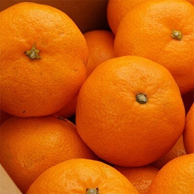 [秀品]紀州有田みかん約5kg(S～Lサイズ混合)(和歌山市)