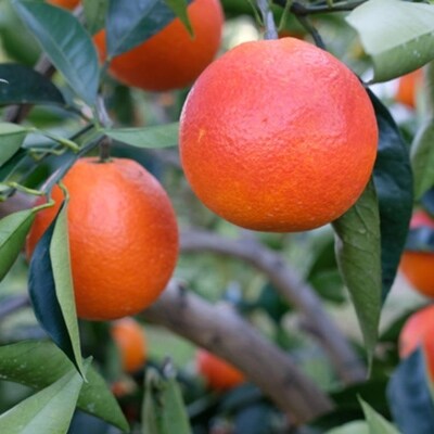 【希少・高級柑橘】国産濃厚ブラッドオレンジ「タロッコ種」約3kg(和歌山市)