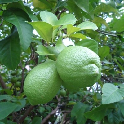 【産直】和歌山産グリーンレモン約3kg　(サイズ混合)