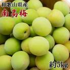 【和歌山名産】南高梅約5kg(サイズ混合)(和歌山市)