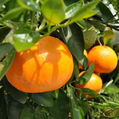 和歌山有田産セミノールオレンジ約5kg(サイズおまかせ　秀品) (和歌山市)