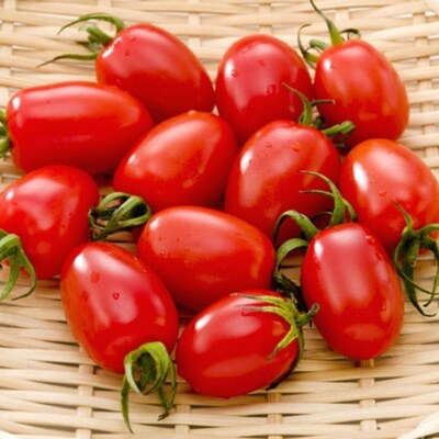 【2023年4月出荷分】和歌山産ミニトマト「アイコトマト」約2kg(S・Mサイズおまかせ)和歌山市