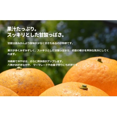 訳あり 甘夏 約10kg(箱込み) ご家庭用 和歌山県産