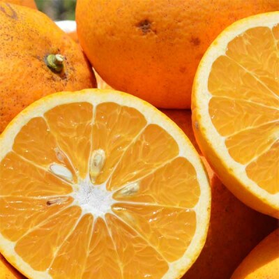 訳あり 甘夏 約5kg(箱込み) ご家庭用 和歌山県産