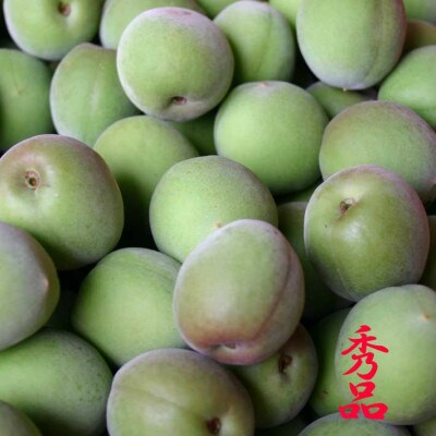 和歌山県産 紀州南高梅 青梅 秀品 5kg(3L以上〜Lサイズ混合)
