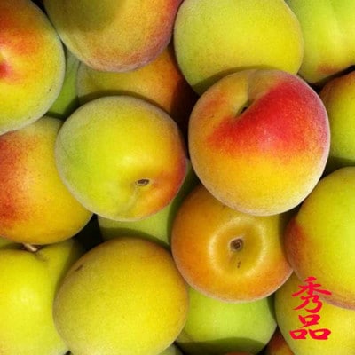 和歌山県産 紀州南高梅 完熟梅 秀品 5kg(3L以上〜Lサイズ混合)