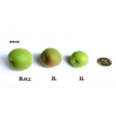 和歌山県産 紀州南高梅 完熟梅 秀品 5kg(3L以上〜Lサイズ混合)