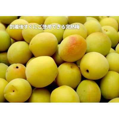 和歌山県産 紀州南高梅 完熟梅 秀品 5kg(3L以上〜Lサイズ混合)