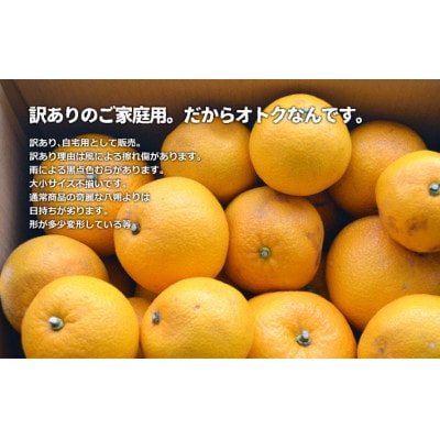 訳あり八朔  約10kg(箱込み) 和歌山県産