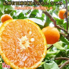 【和歌山市】初夏のみかん　なつみ5kg