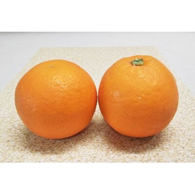 希少な柑橘!【ご家庭用】紀州有田産ブラッドオレンジ　3kg