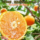 【和歌山市】【ご家庭用訳アリ】初夏のみかん なつみ　7.5kg