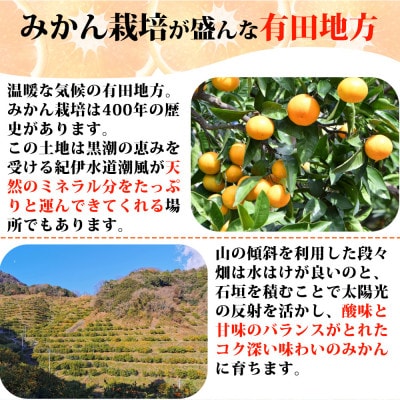 【ご家庭用訳アリ】紀州有田産清見オレンジ　5kg