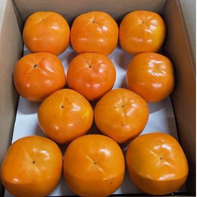 富有柿の新品種「紀州てまり」約7.5kg(22玉～32玉おまかせ)【和歌山市】