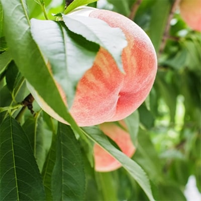 【産直・人気の特産品】和歌山の桃　約2kg・秀品【2025年度発送分】(和歌山市)