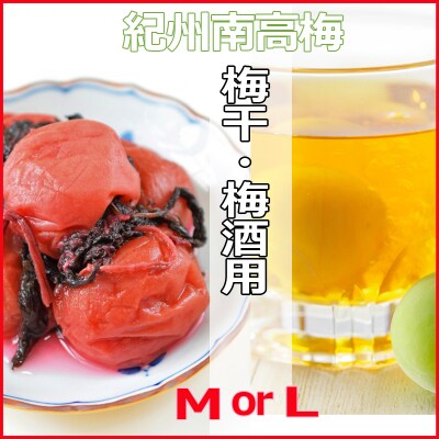 2025/6月より発送【梅干し・梅酒用】紀州和歌山の熟南高生梅　MorL-10kg 