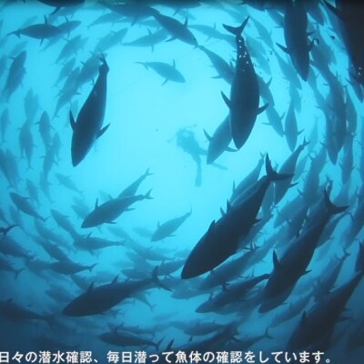 プレミア和歌山認証品 和歌山県串本産　本マグロ(養殖)トロ&赤身セット　240g(冷凍)