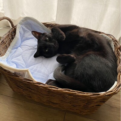 【XS40×30cm】2枚組コットン100%ペット用マット PET-4030-2P